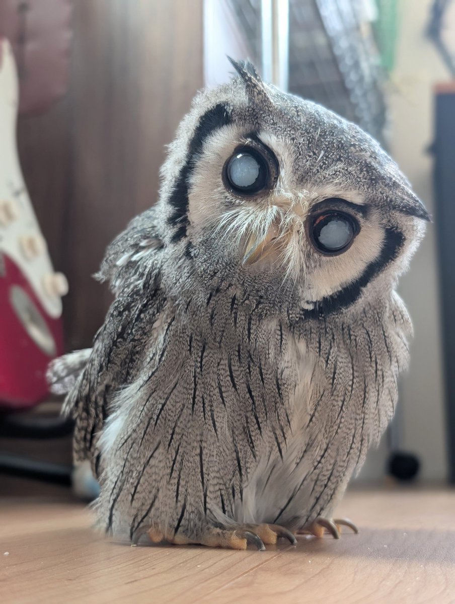 フクロウのみせ (@owlfamily2013) / Posts / X