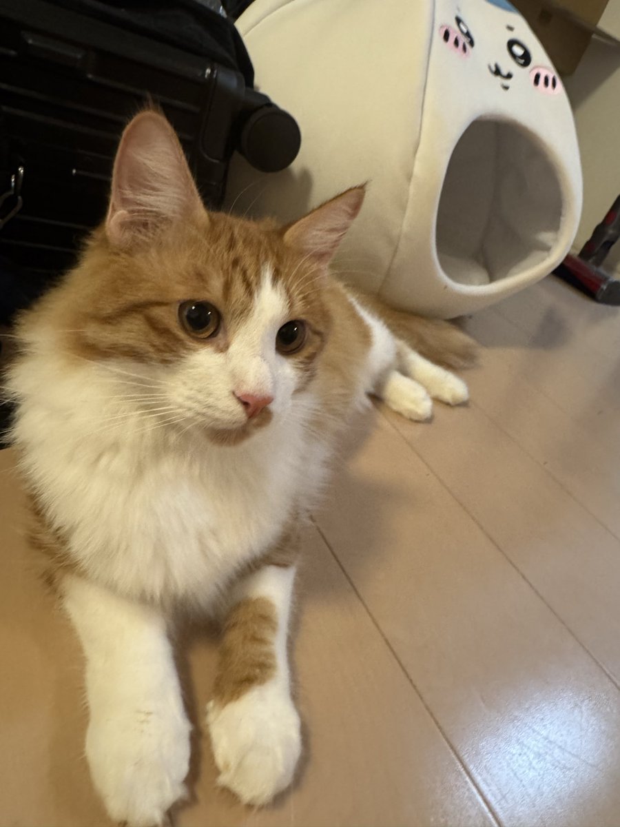 wankunchan's tweet photo. 今日の猫ちゃん🐈 https://t.co/ItV1KKcGA7