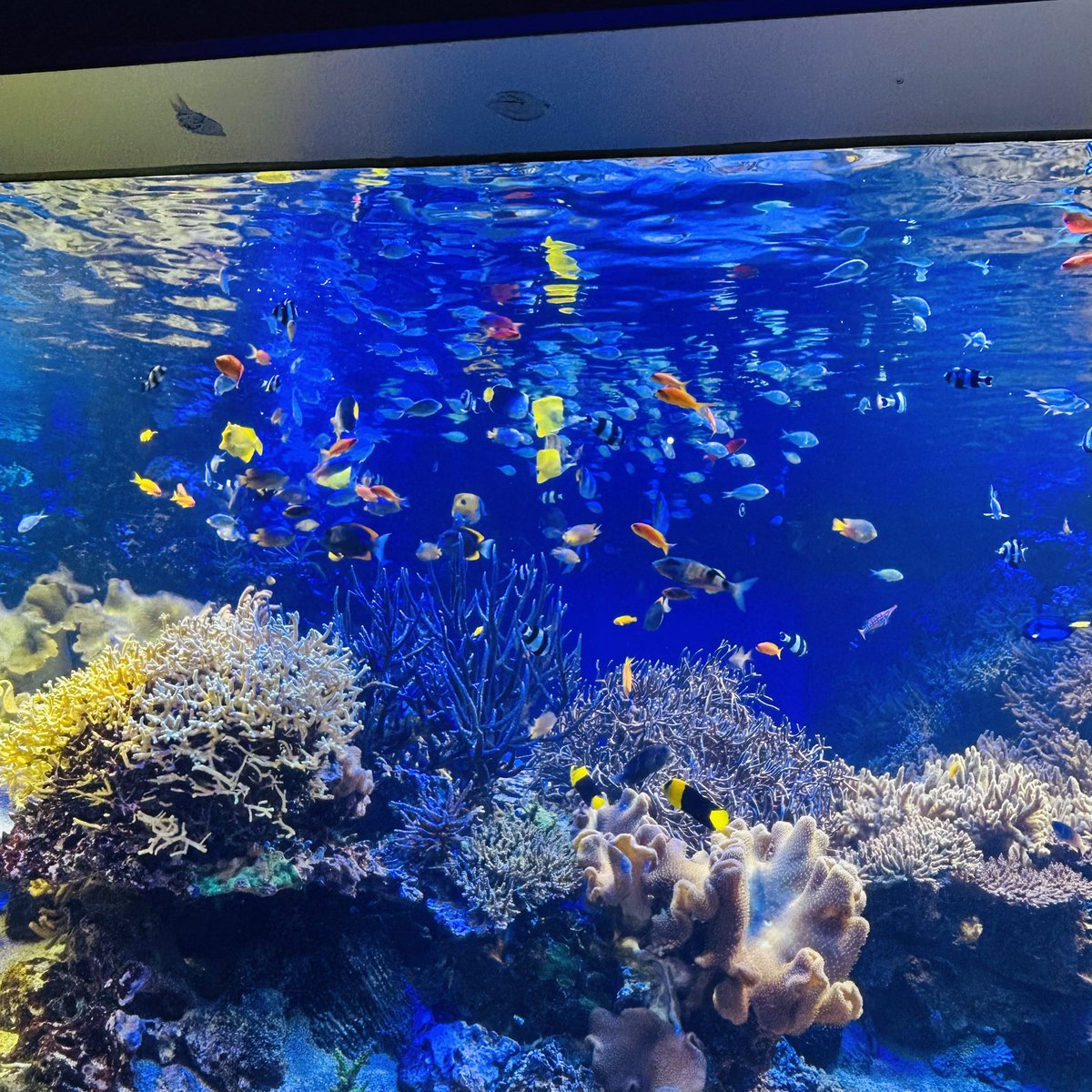_pudding_cream's tweet photo. 週末は子供と初めての旅行に行ってきました🐠 https://t.co/V7VCchQ92o