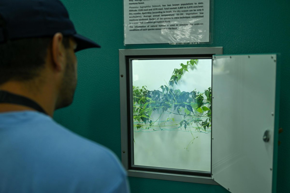 BiovIntCIAT_eng's tweet photo. 🌱🫘 A bean in intensive care.
At the Alliance, conserving an at-risk species means achieving the seemingly impossible: ensuring every seed survives. 🌎🔬
👇 Discover our “intensive care unit": https://t.co/x0Oy0gxjt4 https://t.co/xYfspmgWUn