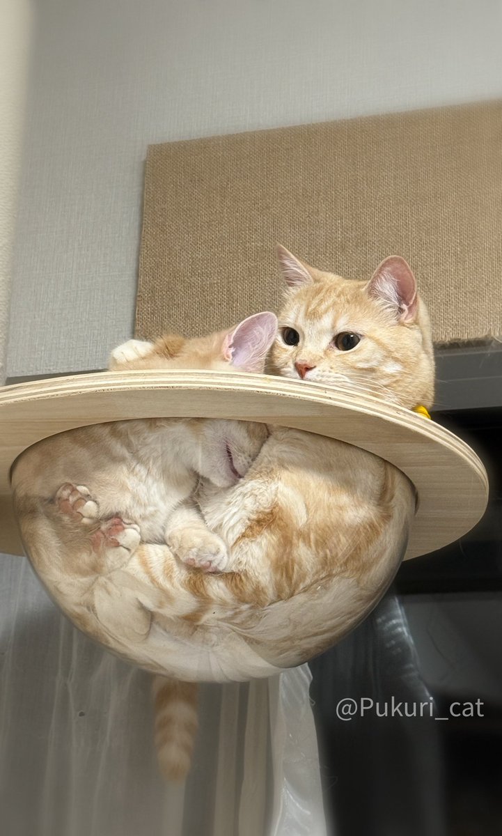 cats_auras's tweet photo. https://t.co/uX6tQh95Yu