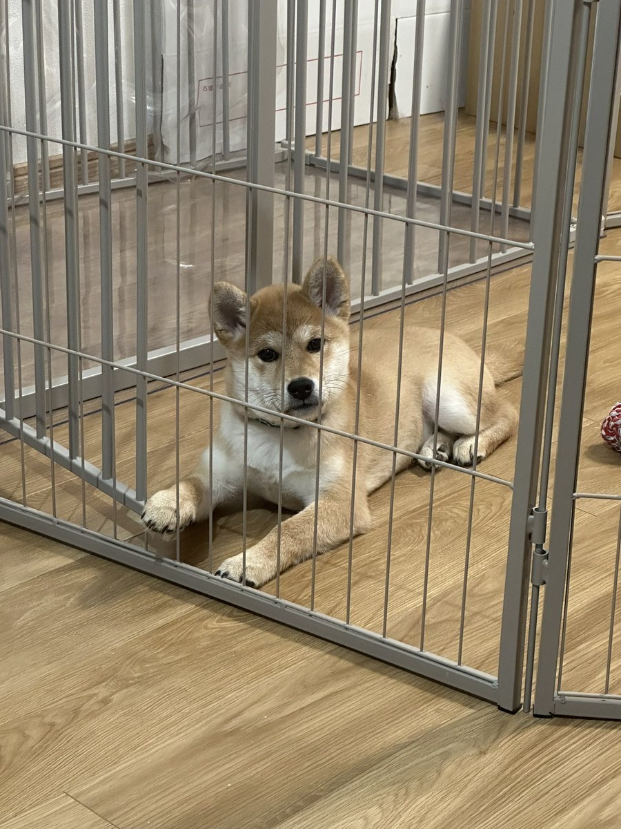 てっど🐕 tweet media