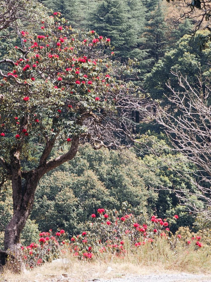 pargaien's tweet photo. The Himalaya's iconic Rhododendron is on the brink. 🏔️🌸
While climate change pushes it uphill, we are chopping it down for fuel, medicine, & "development."

Supporting insects, birds, entire forest ecosystems—and livelihoods for rural communities—the fate of Rhododendron is at stake.

If the Himalaya loses this flower, we lose a cornerstone of mountain life.

Conservation isn't optional. It's survival.

What will we protect first? 🤔

#Himalaya #Rhododendron #ClimateAction #WildlifeConservation #ForestGuardians
@sakshijoshii @MrinalPande1 @pantlp @hridayeshjoshi @thebetterindia 
Pics: Ajay Singh Karki