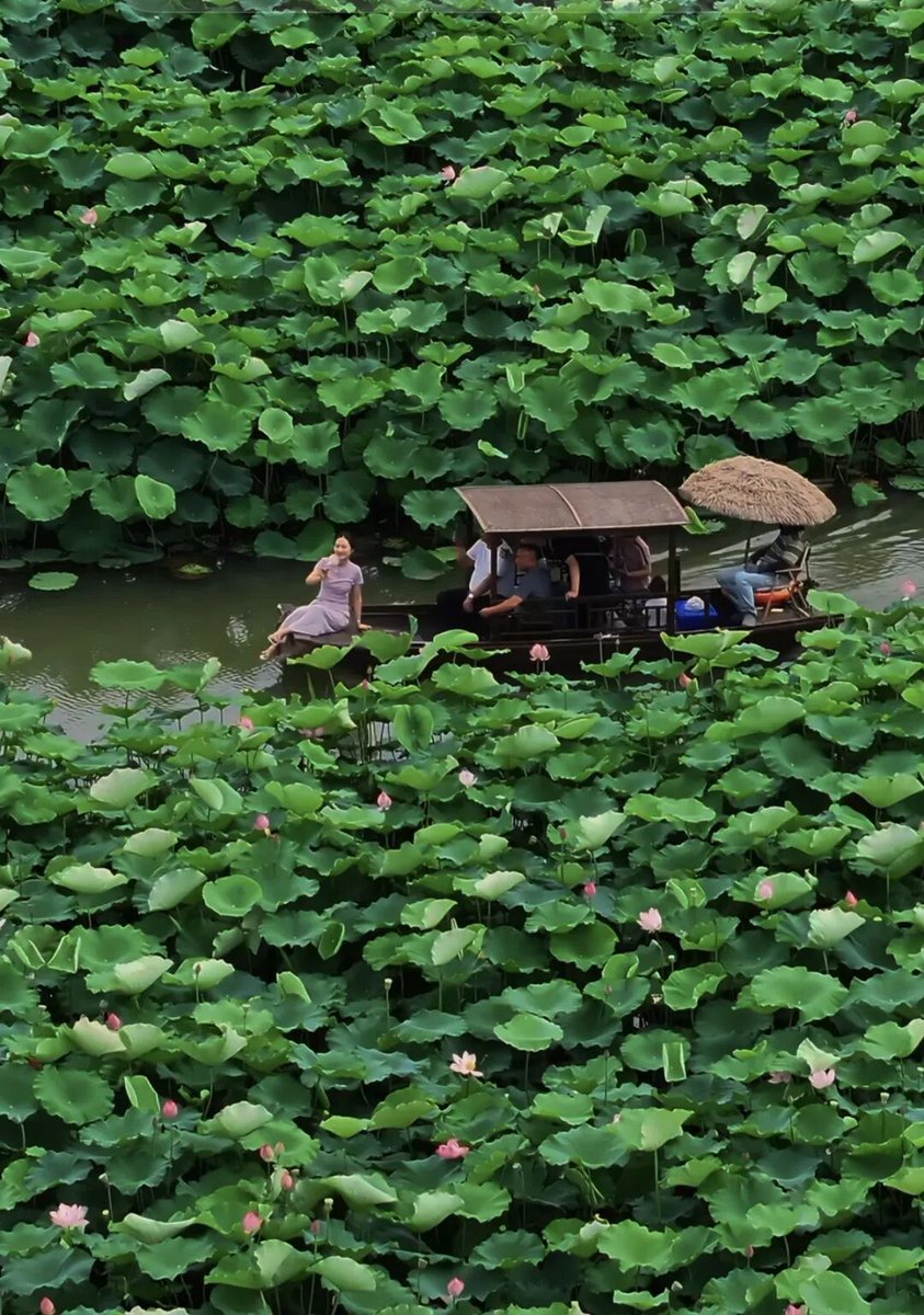 HefeiChina's tweet photo. Lotus fragrance fills the air in #Hefei! These delicate pink flowers are blooming throughout the city, painting ponds in varying shades of pink and green. Come experience this refreshing, scenic feast for the senses! #HefeiTravel https://t.co/jG0M1CkX5r