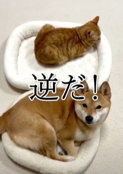 chicottaiyo's tweet photo. https://t.co/tOxKC3dbt8