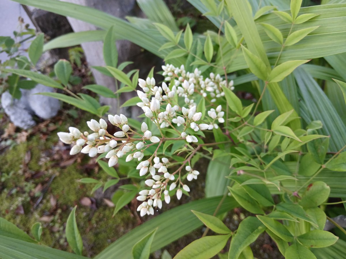 tmtm218tm's tweet photo. 火曜日。朝の庭から🍀玄関わきの紫陽花。大きくなってきた。今年はやや花が少ない。南側の庭。ナンテンが花をつけている。昨年より多い。果樹園。ブルーベリーが多く実をつけている。ブラックベリーは昨年より少ない。多いのは昨年がんばったから。少ないのは来年のため。自然の摂理と恵みを思う✨️ https://t.co/ACYzUAr0Wf
