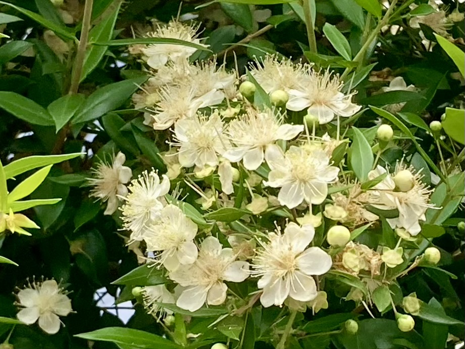 takum's tweet photo. ０６月１６日 𝕏 、散歩-西荻コースを歩いた。
　　ヤナギハナガサ　キキョウ　ギンバイカ　ツキヌキニンドウ https://t.co/agDqePsZ9D