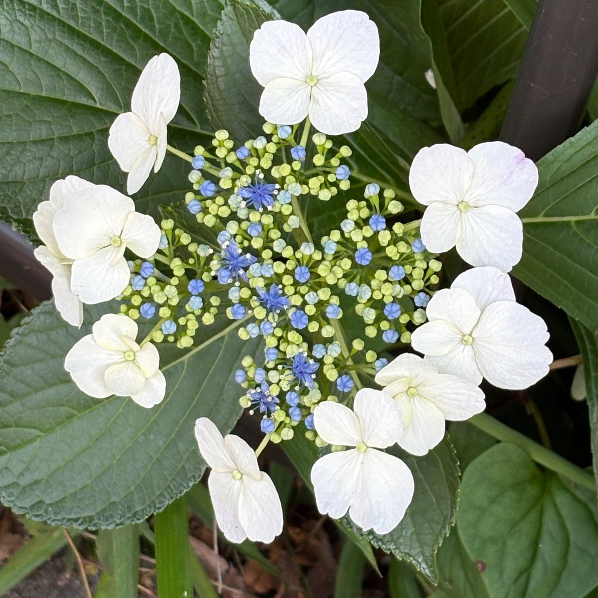 pirikafill's tweet photo. 紫陽花その2 https://t.co/1dHXYGguFR