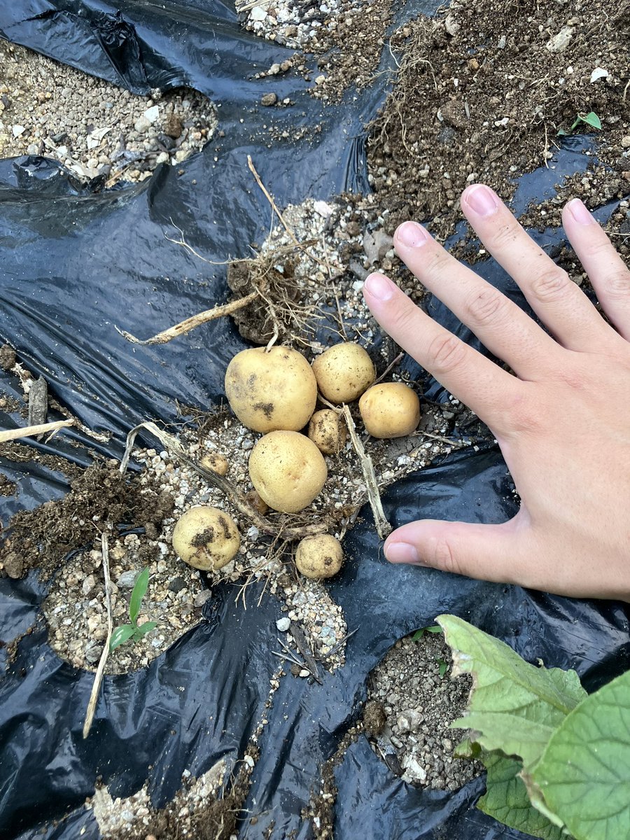 ichigocandycom's tweet photo. 茎が途中で折れて枯れちゃった所、

掘ってみたら小さいジャガイモ🥔

7個くらい😅ありました

2〜3cm以下は毒性が強いらしいので、2個だけ食べる用にします。

残りは子どもたちの砂場のおもちゃ… https://t.co/7Dedojk3tK