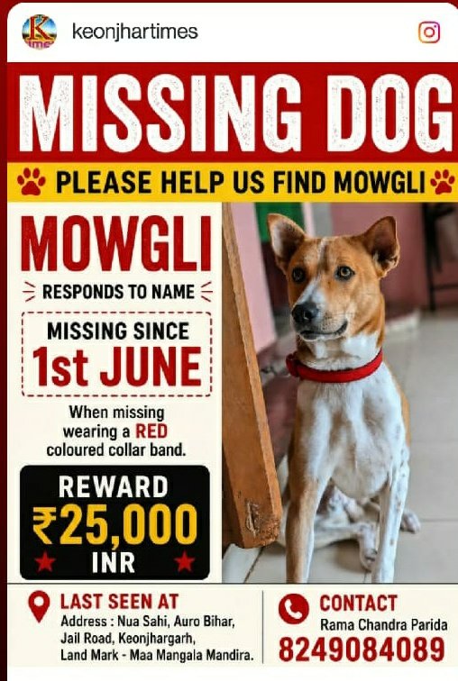 PRaiLAC's tweet photo. MISSING DOG ALERT - KEONJHAR 

​Please help us find Mowgli! He has been missing since 1st June.
​Name: Mowgli (Responds to his name)

​Features: Wearing a RED coloured collar band.

​Last Seen At: Nua Sahi, Auro Bihar, Jail Road, Keonjhargaon (Landmark: Maa Mangala Mandira).

​Reward: ₹25,000 INR 💰

​If you have any information, please contact immediately:
📞 8249084089 (Rama Chandra Parida)

​Please Retweet (RT) maximum to help Mowgli reunite with his family! 🙏🐾

@Iyervval
@law_ninja

​#MissingDog #HelpFindMowgli #Keonjhar #Odisha #DogAlert