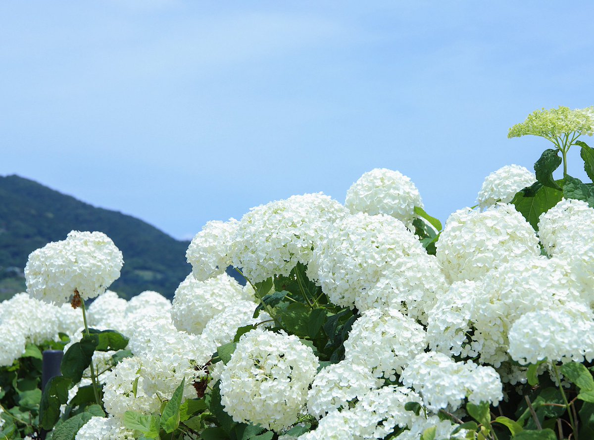 2nd_Arthur's tweet photo. 開成町「あじさいまつり」アフター🪻

#開成町 
#紫陽花 
#開成町あじさいまつり https://t.co/U8v89kzC07