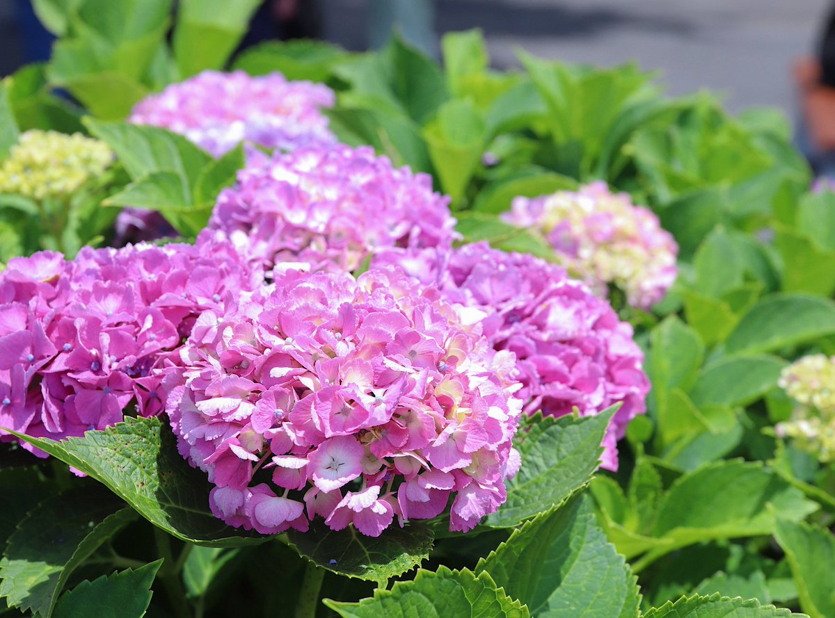 2nd_Arthur's tweet photo. 開成町「あじさいまつり」アフター🪻

#開成町 
#紫陽花 
#開成町あじさいまつり https://t.co/U8v89kzC07