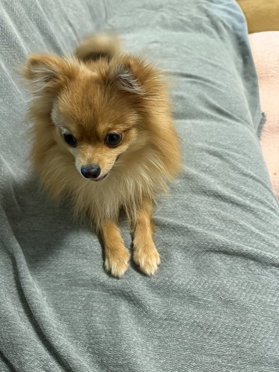 redsgooner's tweet photo. こんばんひめさん。
お座りは立派なんだけど伏せをキープ出来ないw
外散歩も最近楽しんでます。
 #ポメラニアン https://t.co/rWlLoQlyAS