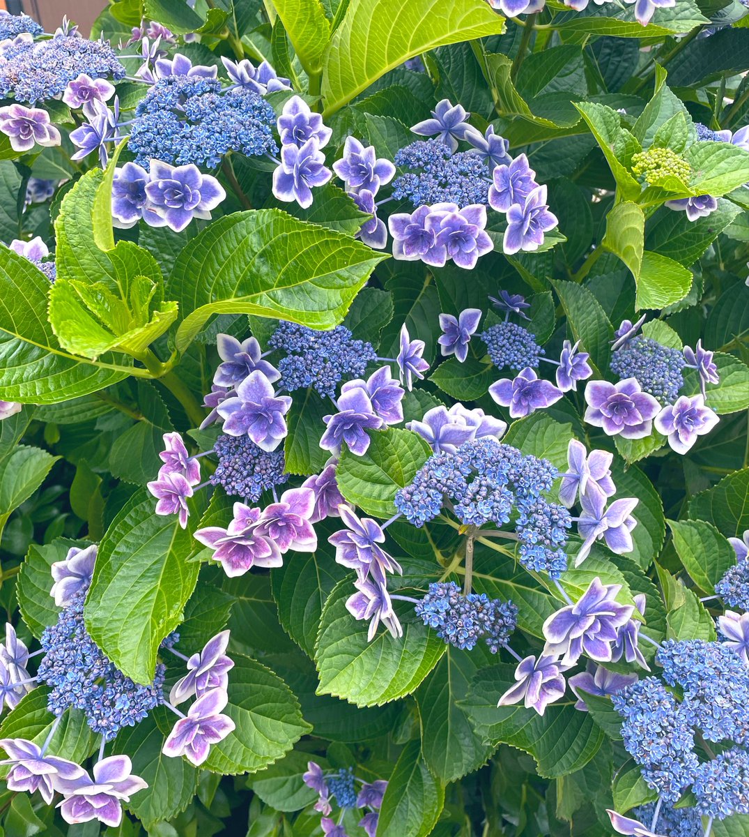ashitamonebouda's tweet photo. 💠💠💠
 #TLを花でいっぱいにしよう　#キリトリセカイ #写真で伝える私の世界 #PhotoOfTheDay    #紫陽花 https://t.co/asqYBiegU6