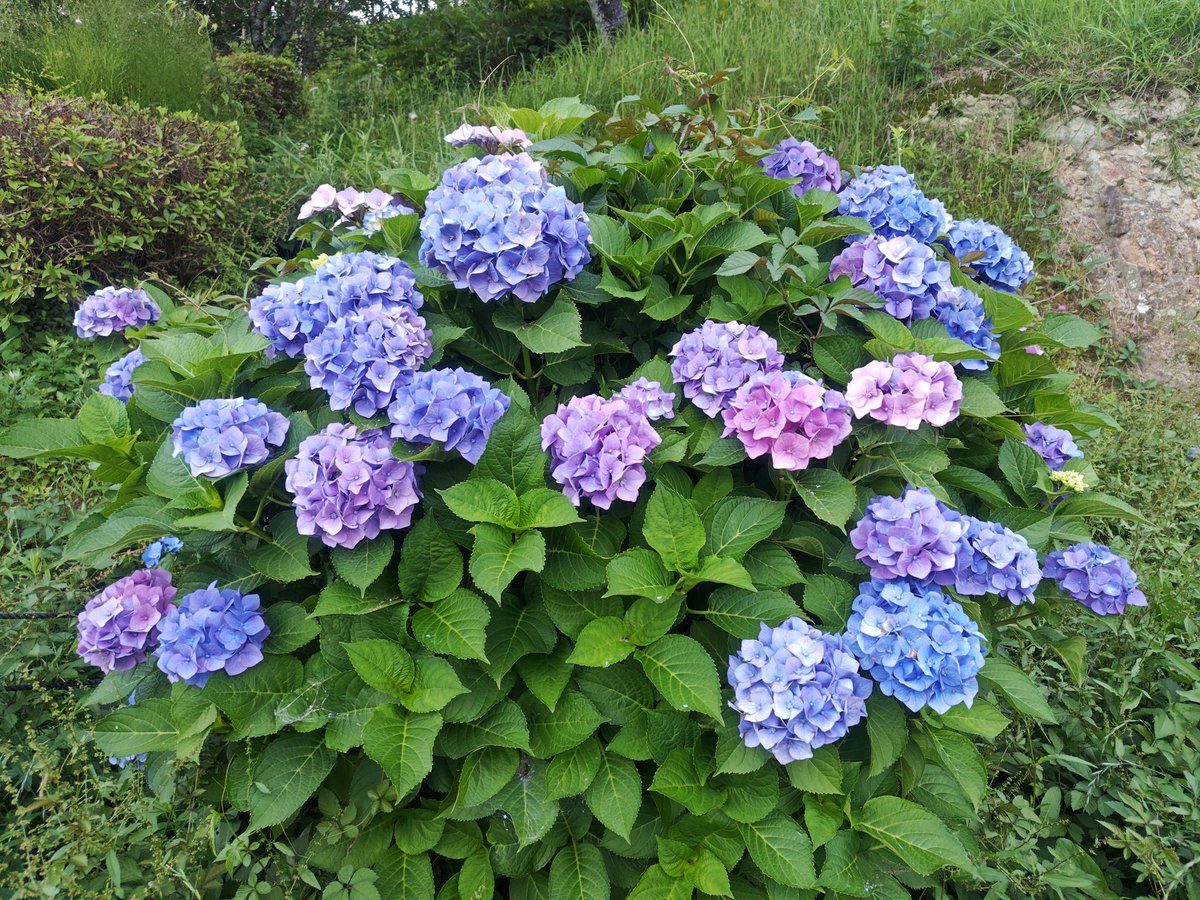 brasstea001's tweet photo. 蓮華寺池公園内であじさいの花を見てきました｡藤棚の近くから池の周りまで多くのあじさいが見られます｡
#蓮華寺池公園 #あじさい https://t.co/amvV0aW8Sx