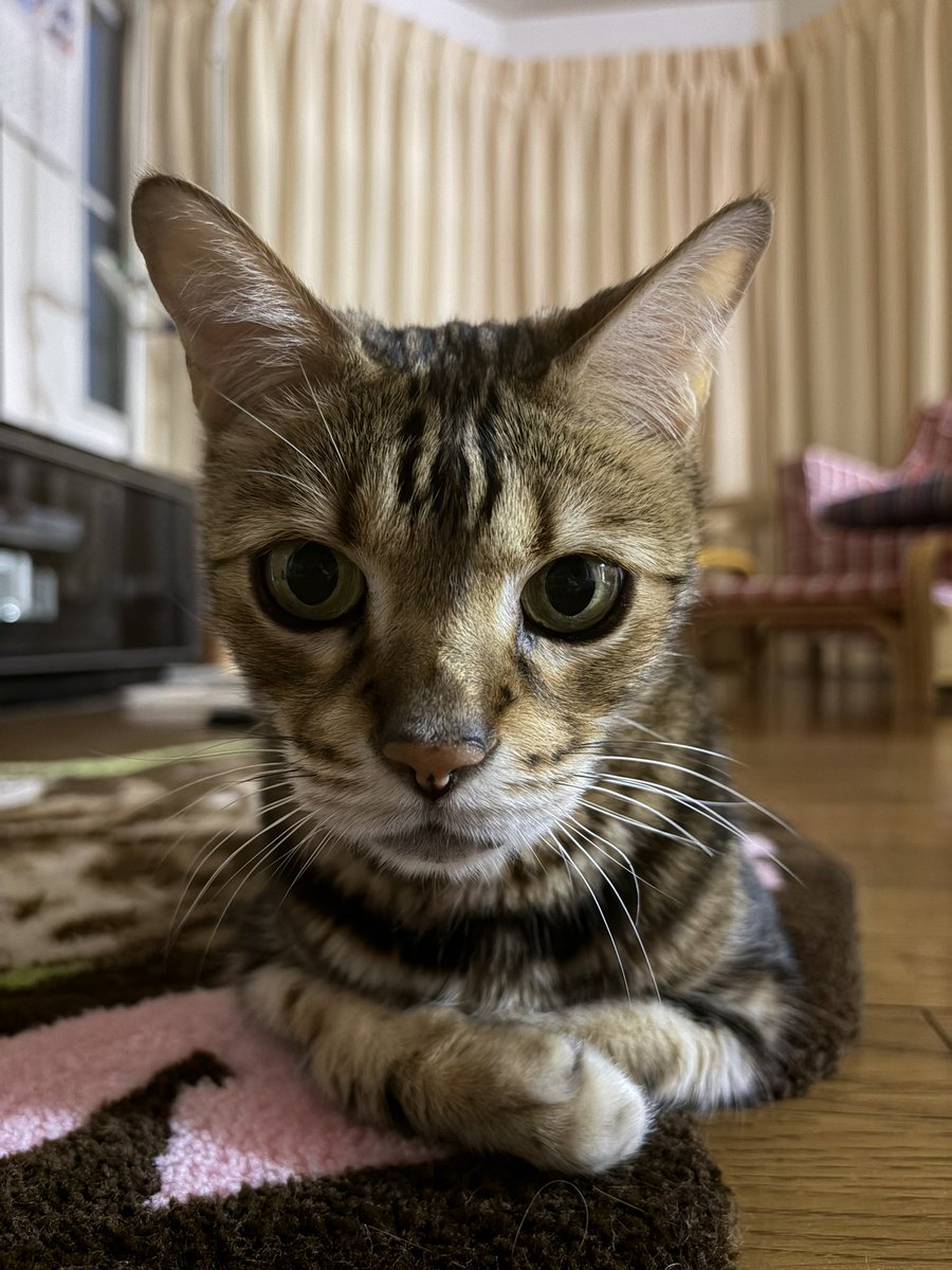MYROLIVECAT's tweet photo. 僕は14歳になりました😺
病気に負けなかった！
#ねこ #肥大型心筋症 #myrolive https://t.co/EMzhNyCavP