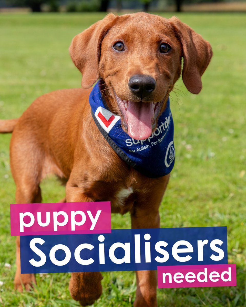 supportdogsuk's tweet photo. A real barrier to helping more families and individuals in the UK is the shortage of volunteers. For this reason we are in urgent need of more heroic volunteers ready to take on the incredibly rewarding role of Puppy Socialiser 🐾

Can you help?

🔗https://t.co/F7YgUNXlPN https://t.co/raQcZr1EtZ