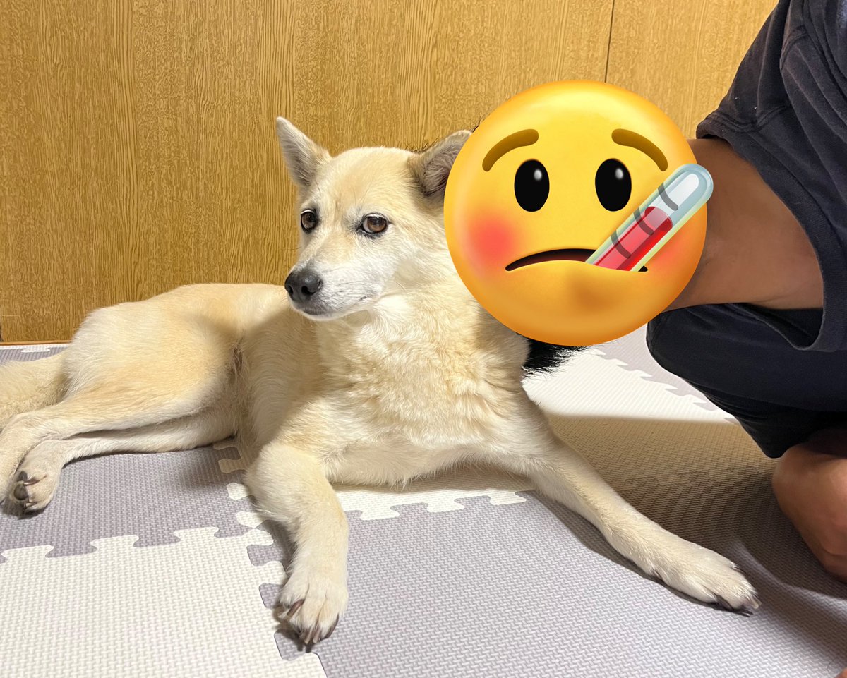ichichiitsuya's tweet photo. あるじも妹のウイルスもらって発熱したワン🤒 https://t.co/vrPvI0mgB1