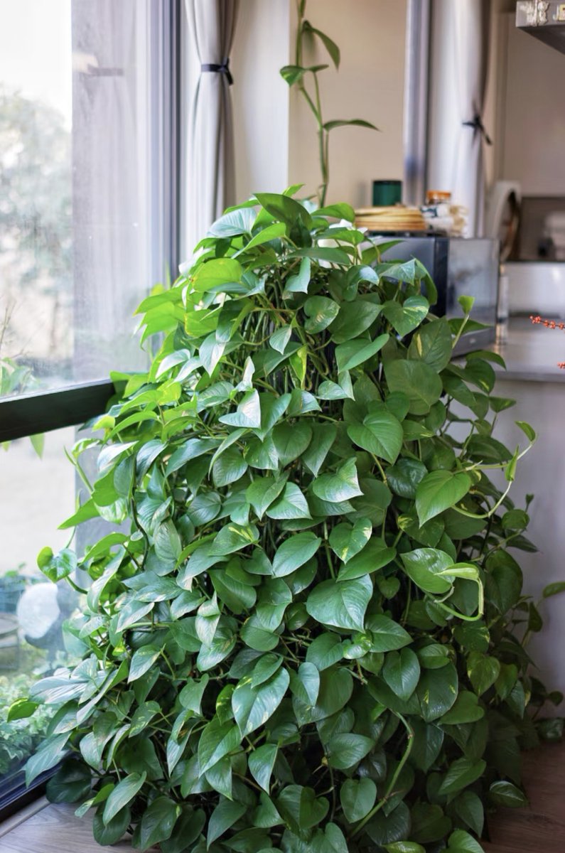 TarahlynF's tweet photo. Pro tip for pothos parents: Let the top 2 inches of soil dry out before watering—this hardy beauty will thrive with minimal fuss!  #PlantCare #HouseplantTips， https://t.co/T35Vu0dvnU