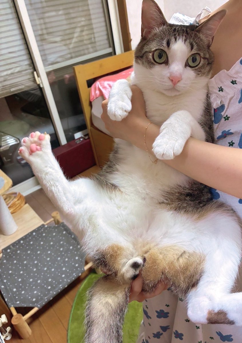 chakohakulog's tweet photo. 地震速報にビビって容易に捕獲される猫。
避難する時は楽そうで助かる。 https://t.co/ipisiC9cYS