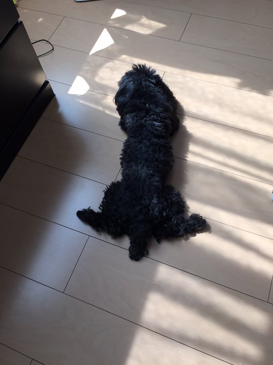 0616_bun's tweet photo. ハッピーバースデーりく
色んな体制で寝る子だった( ˘ω˘)ｽﾔｧ…
最近そっちに新人ハムスターのしーやんが向かったと思うけど、仲良くしておくれ https://t.co/SpUFCUOo8i