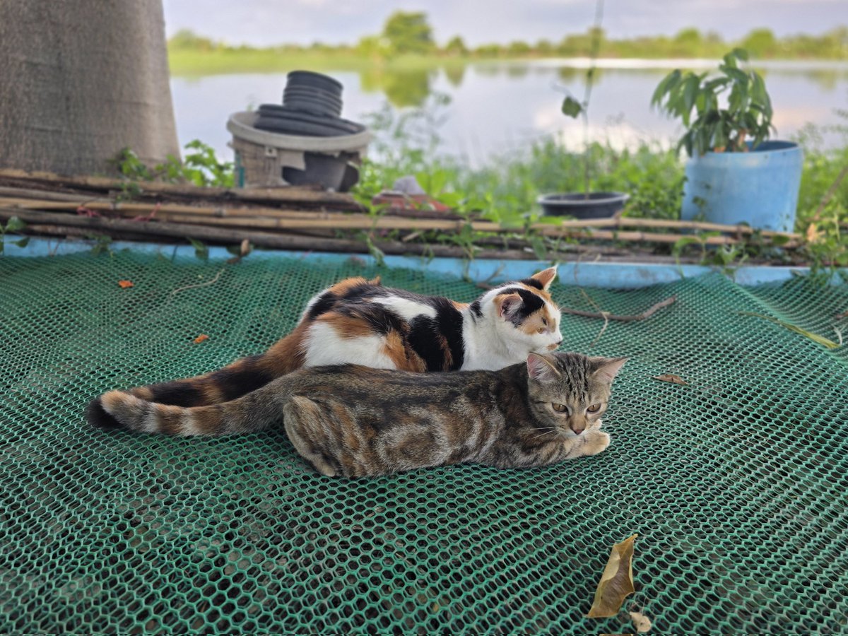 thmeow's tweet photo. มะหมี่: "เสียงพ่อตัวแสบเรียกเราเข้าบ้านแล้ว เราจะต้องใช้ช่องทางธรรมชาติหลบหนีไปกบดานกัน แต่พี่กุ้งนำทางไปก่อนเลยค่ะ มีปัญหาอะไรเดี๋ยวหนูเคลียร์เองค่ะ"
#มะหมี่ #กุ้งนาง https://t.co/SBNC02VAeC