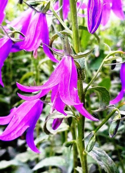 belairjeff's tweet photo. Creeping bellflower at Glen Mar!
invasive, to be sure..but it is pretty.
#flowers #flora #gardens #gardening #creepingbellflower #invasive #InvasiveSpecies https://t.co/WtgmW8MxBI