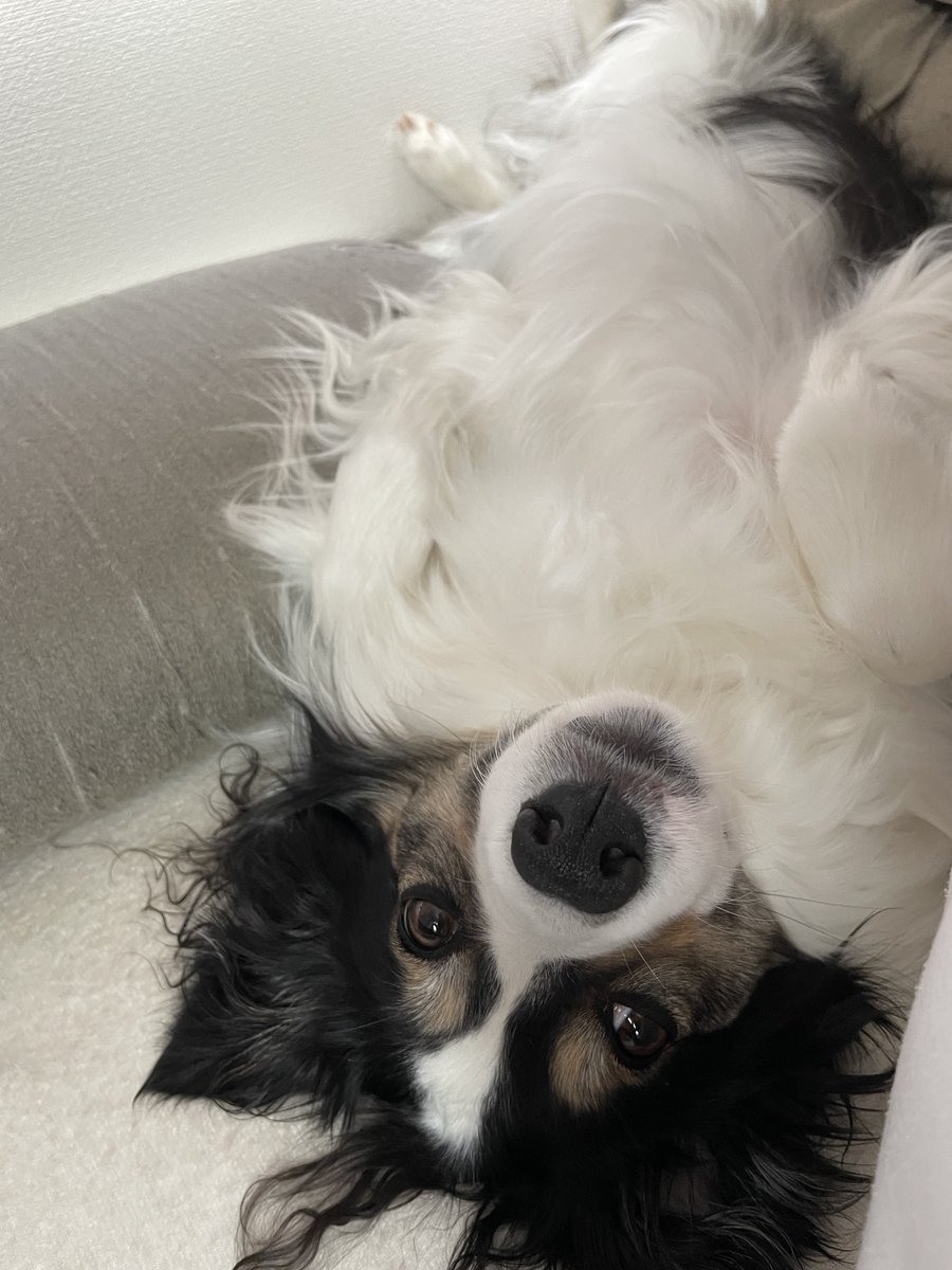 i_am_p_nuts's tweet photo. グレーのお犬さまベッドから
滑り落ちてきたお犬さま https://t.co/wi4BP6QXGg