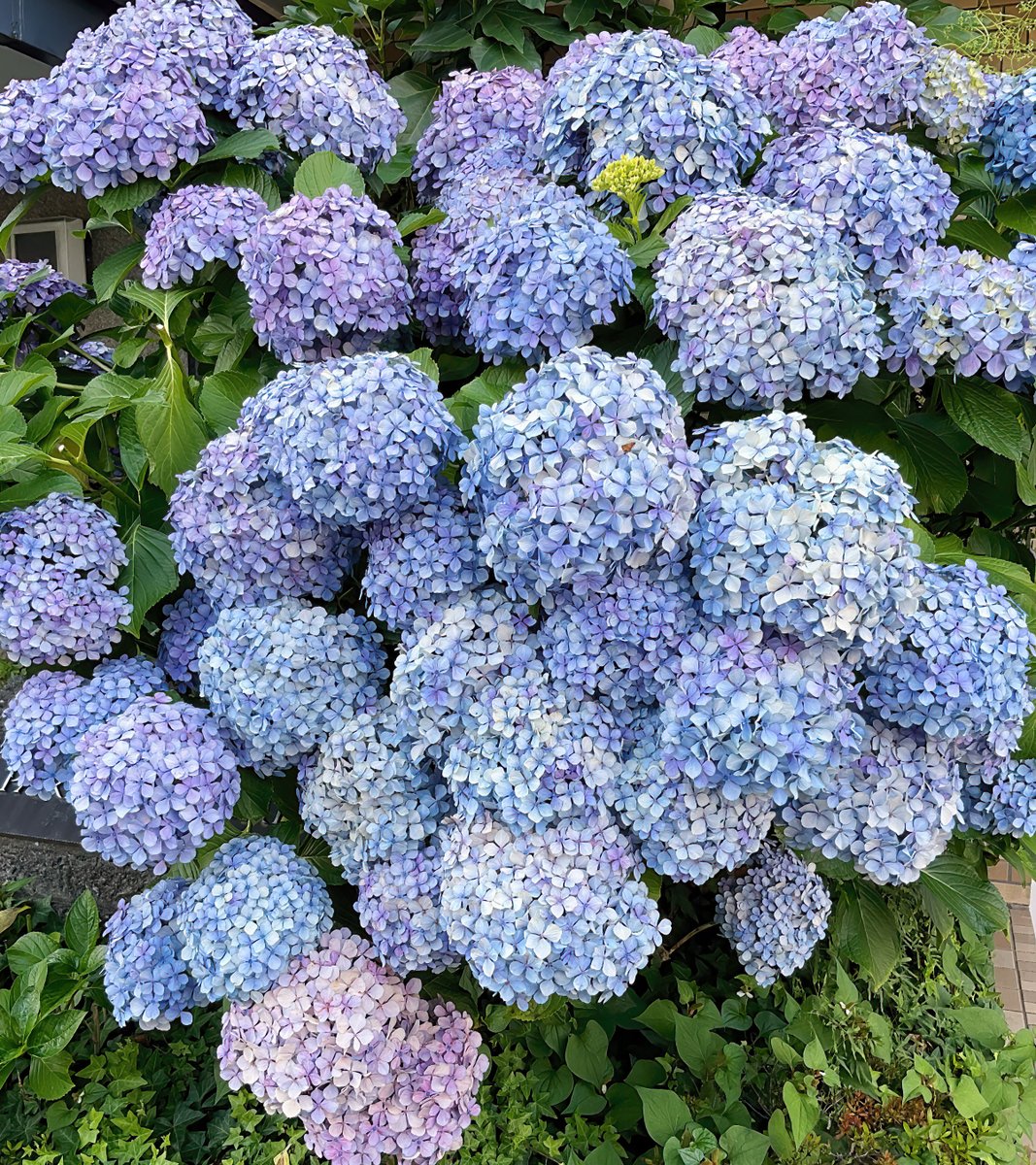 Todo_360's tweet photo. ＜海猫山猫（三鷹）＞
華やかさを増した紫陽花を愛でつつ、わんちゃんパラダイス海猫へ。今日の『花標本レアチーズケーキ』のオーバル型ゼリーは、先程の紫陽花を封じ込めたかのよう。クリームチーズの生地、キノアン製の果皮入り柚子餡、スモーキーな山ブレンド珈琲を口内で濾して味わう。贅沢な時間 https://t.co/HlntUNeAoF