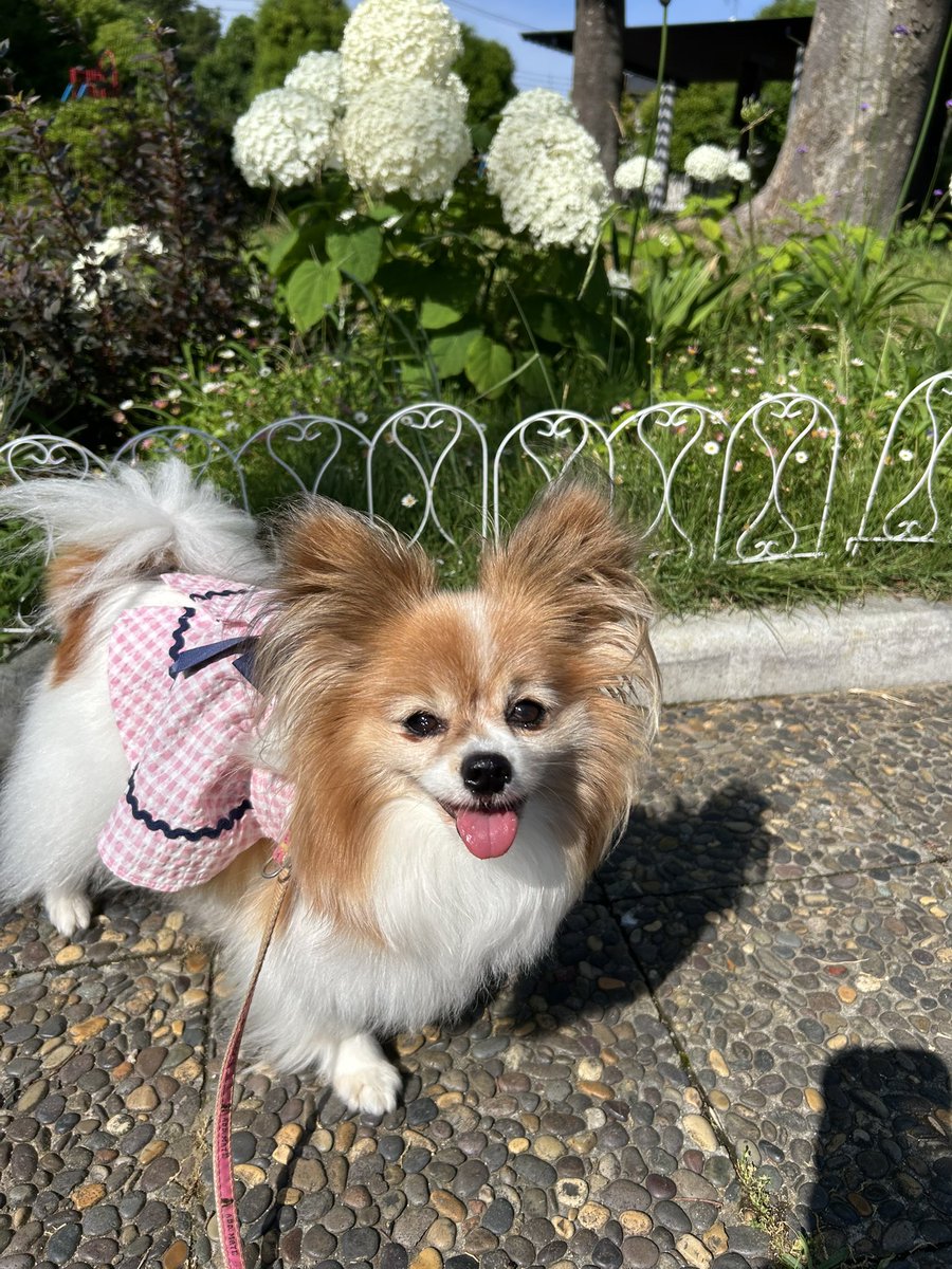 manchisan's tweet photo. てんさんぽ🐶🐾

梅雨中休み☂️
よく晴れました。
���のうちは爽やかなおさんぽでした🐾

久々に通ったらお友達が玄関先にいましたよ🐶

アガパンサスが咲き始めています☺️
ギャングの忘れ物かな？😆

#てんちゃん20190502
#パピヨン
#花と犬 https://t.co/ZsRdwBFEwQ