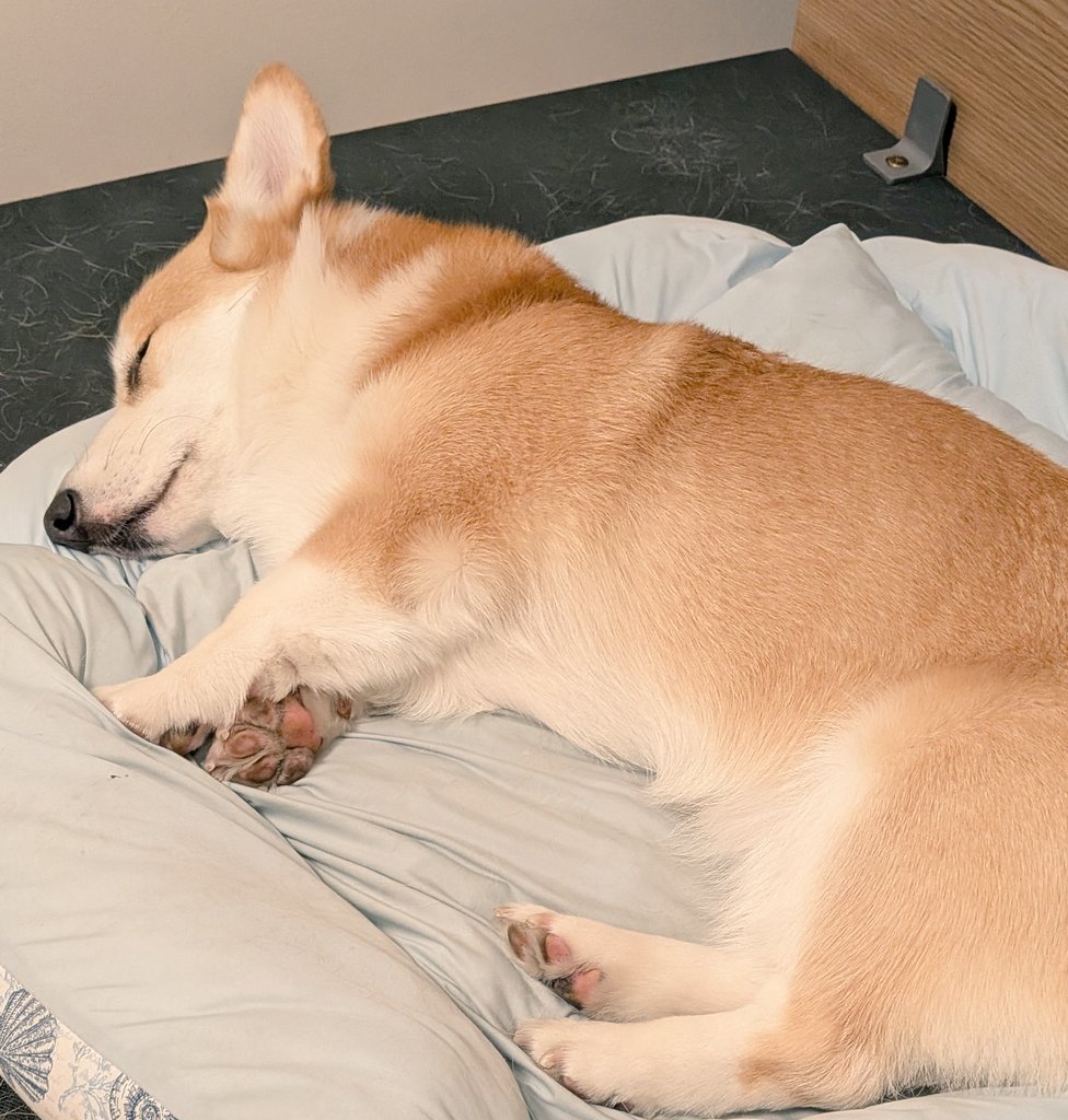 ねがお、こいぬさんだねぇ