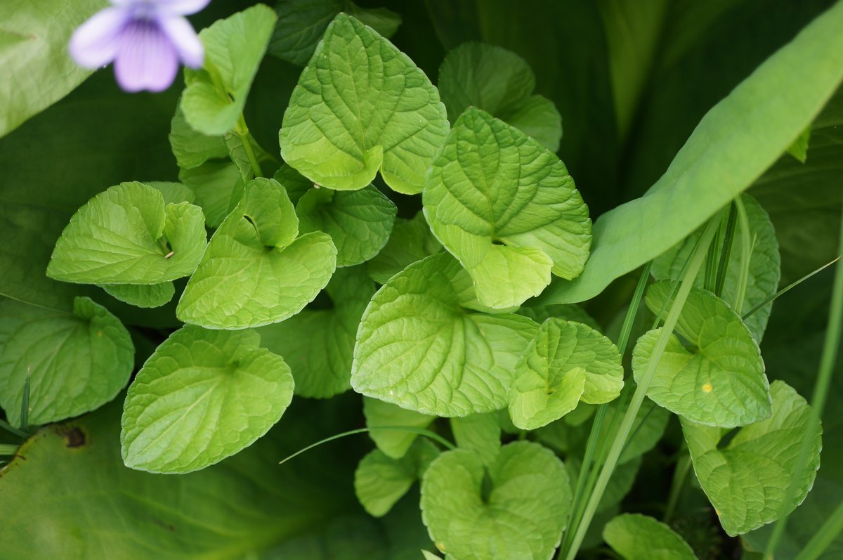 Celastrus91st's tweet photo. オオバタチツボスミレ Viola langsdorfii subsp. sachalinensis
群馬県利根郡片品村にて。赤味の強い紫色の大きな花を咲かせるスミレ。開花初期は花色が濃く、徐々に退色しているようだった。 https://t.co/qdwu9t02lg