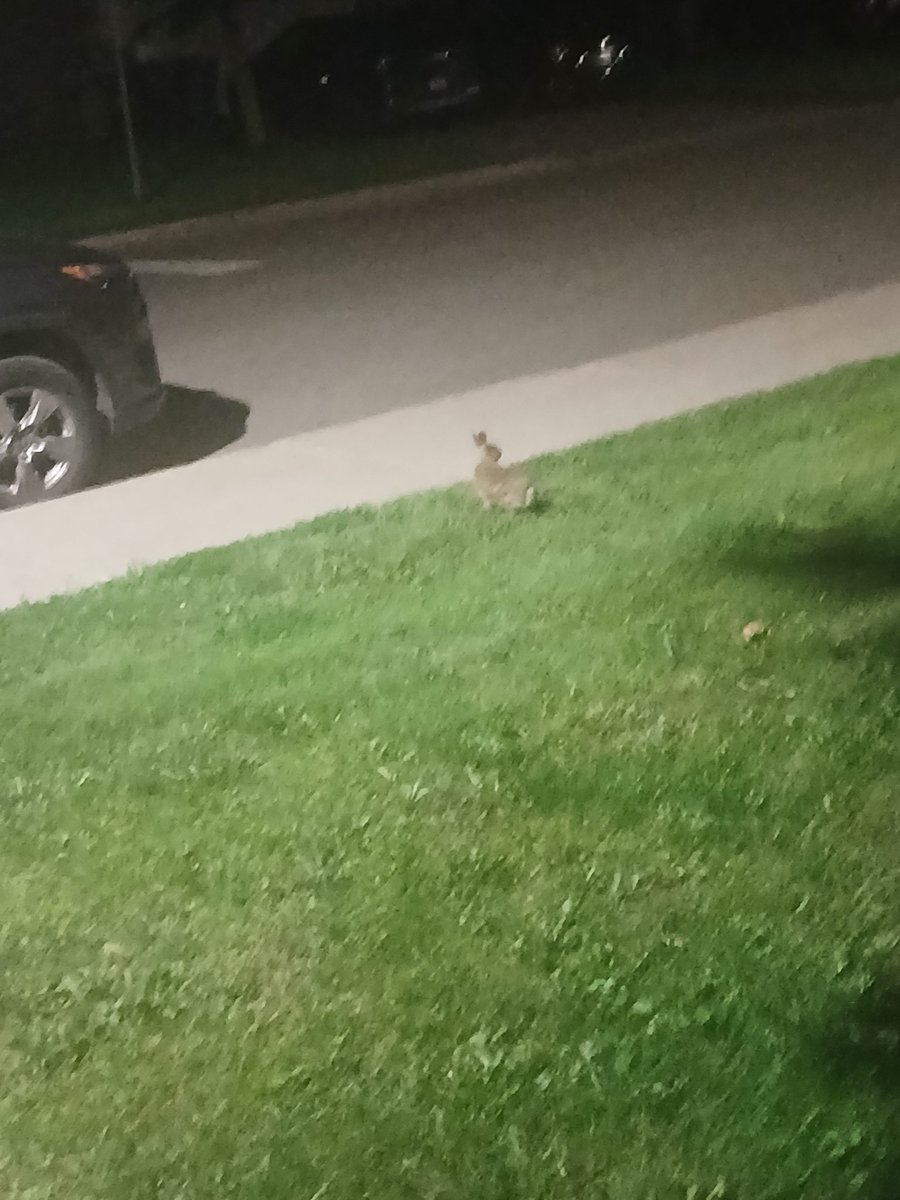 PTranarchist's tweet photo. bunny :) https://t.co/4eovbbO59b