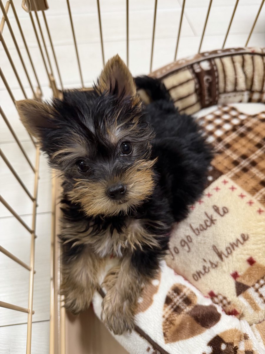 mickey_crew115's tweet photo. @watawata_pets #お気に入りの１枚

くるみちゃんです🐶
ヨーキーは毛色が変わるので、この時の毛色をずっと残したいです！

ご縁がありますように😌
よろしくお願いします！ https://t.co/GZp2CAfzUc