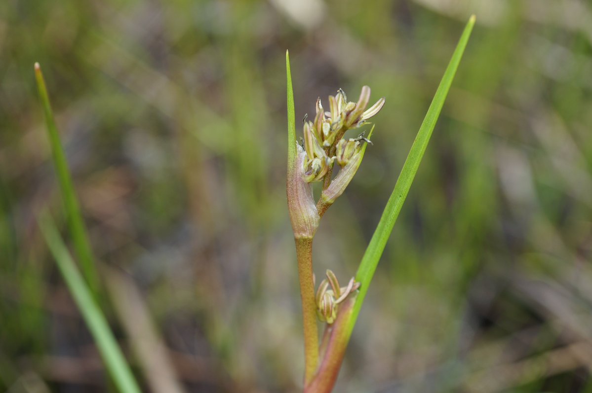 Celastrus91st's tweet photo. ホロムイソウ Scheuchzeria palustris
群馬県利根郡片品村にて。寒冷地の湿地に生える、1属1種のホロムイソウ科の植物。花も果実も変わった形をしている。 https://t.co/mZPR3z9XWq