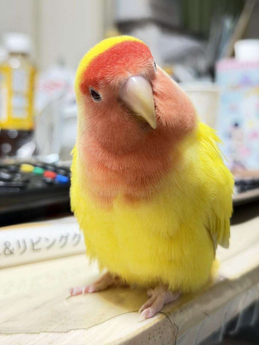sinabon473's tweet photo. 地震でビックリしたものの、落ち着いてきた、クレアさん😊

#コザクラインコ https://t.co/O7BTguDiAJ