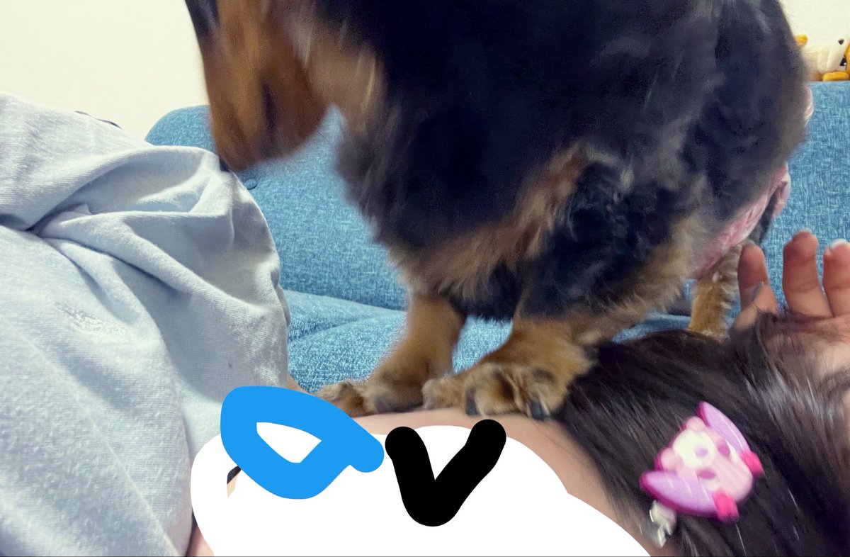 romae511's tweet photo. お犬様 https://t.co/KPhQTWb2X8