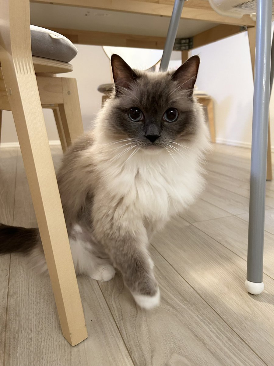 hiverthecat's tweet photo. カメラ向けると近づいて来ちゃうイベたん。

🐈6歳11ヶ月 https://t.co/iSL2M82b6D
