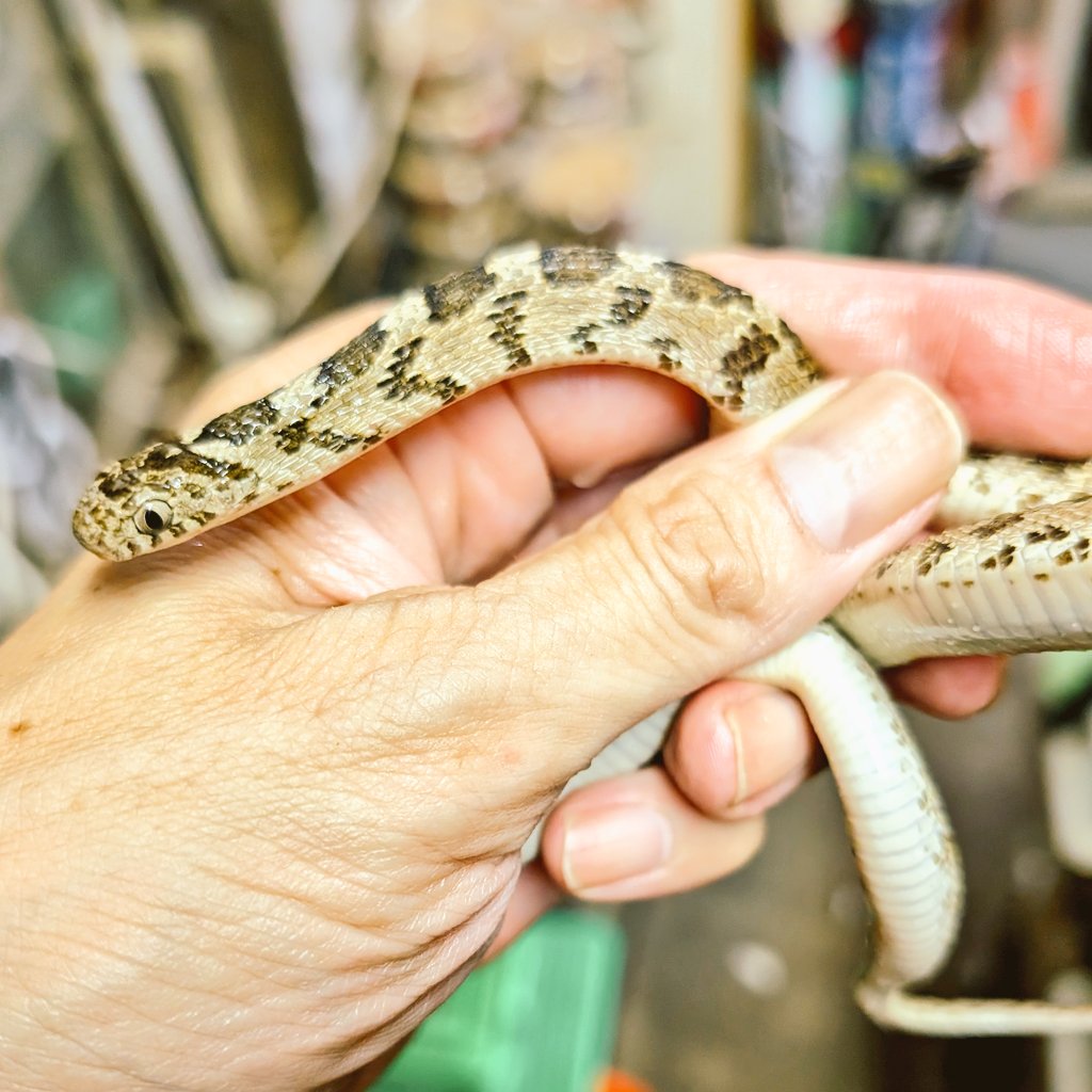 19801970's tweet photo. エジプトタマゴヘビ（Dasypeltis bazi）エジプトＷC/ヤングアダルト〜アダルト♀2匹入荷！/良い！/ハンドピックセレクト個体！！

砂漠の珍蛇作戦継続中（怒）！！
今回のエジプトタマゴヘビは良いぞ〜！！
クサリヘビ科の猛毒蛇であるノコギリヘビ（Echis）やパフアダー（Bitis arietans）の様な模様と色彩の個体をハンドピックセレクトしました！！
タマゴヘビ（Dasypeltis）の仲間はノコギリヘビ（Echis）の仲間に擬態をしていると言われていて、威嚇もノコギリヘビが行うスケーリングという鱗を擦り合わせて威嚇音を発する行動を緻密に真似て同じ様な音を出します。
今回入荷した個体達を現地で見たら「すわっ！ノコギリヘビだ…！！」って思ってしまいますよねぇ…。
まぁ…実際のタマゴヘビは毒を持たず、鳥の卵を専食する無害な種類なのですが…。
擬態の巧妙さに頭を垂れてしまいますねぇ…。
ウズラの卵を食べれるサイズです！！