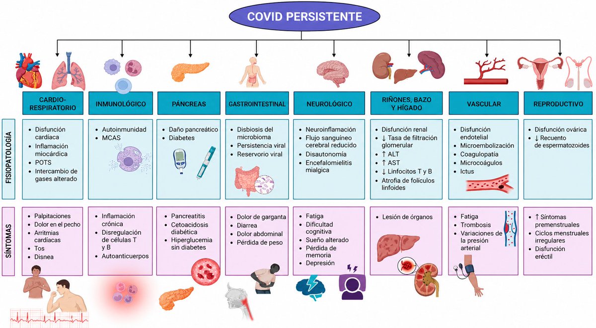 guty2370's tweet photo. ¿Y si la verdadera carga de la pandemia no fueran solo las infecciones agudas, sino los millones de personas que desarrollan diabetes, hipertensión o insuficiencia cardíaca meses después de "recuperarse"?

Abro hilo 🧵 https://t.co/oDatMENKQv
