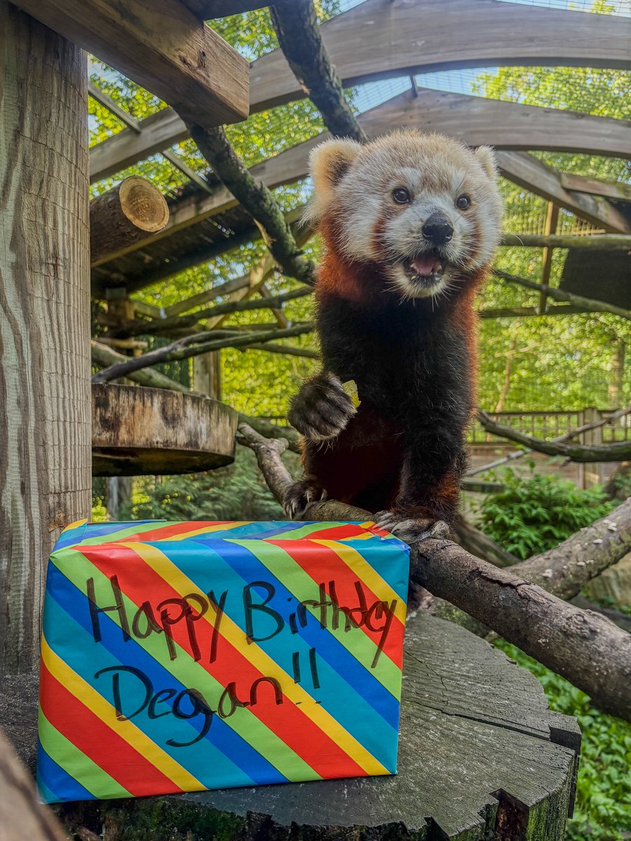 potterparkzoo's tweet photo. Happy 15th Birthday to Degan Reid! 🎂🎉

Degan is spending his special day the way many of us would like to spend a birthday: enjoying a quiet and beautiful June morning, soaking up the sights, sounds, and smells of the season.

Red pandas can live into their teens and early twenties under human care, making 15 an impressive milestone worth celebrating. Join us in wishing Degan a very happy birthday and many more cozy naps, tasty treats, and sunny mornings ahead! 🎁🎋☀️

📸 Keeper Carolyn