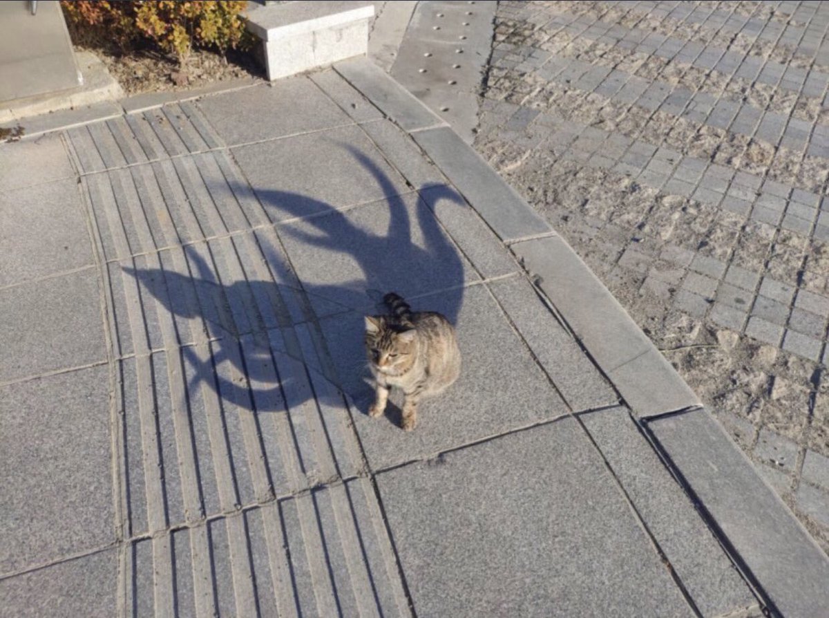 Cat is life ~猫は人生~ tweet media