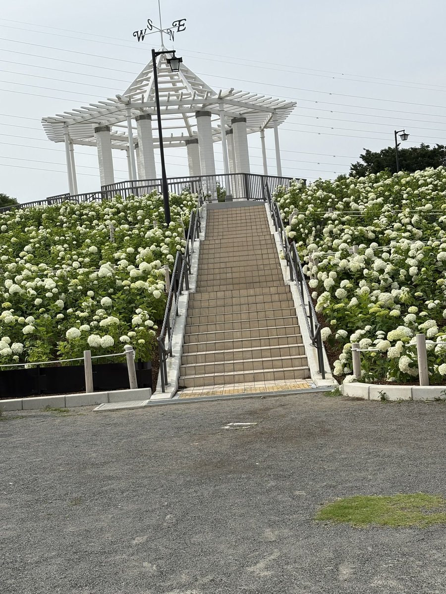 h_arrow71's tweet photo. 紫陽花 アナベル
展望台の周りを一面に咲き誇る

#都立秋留台公園 https://t.co/SJ6LPe3QTv