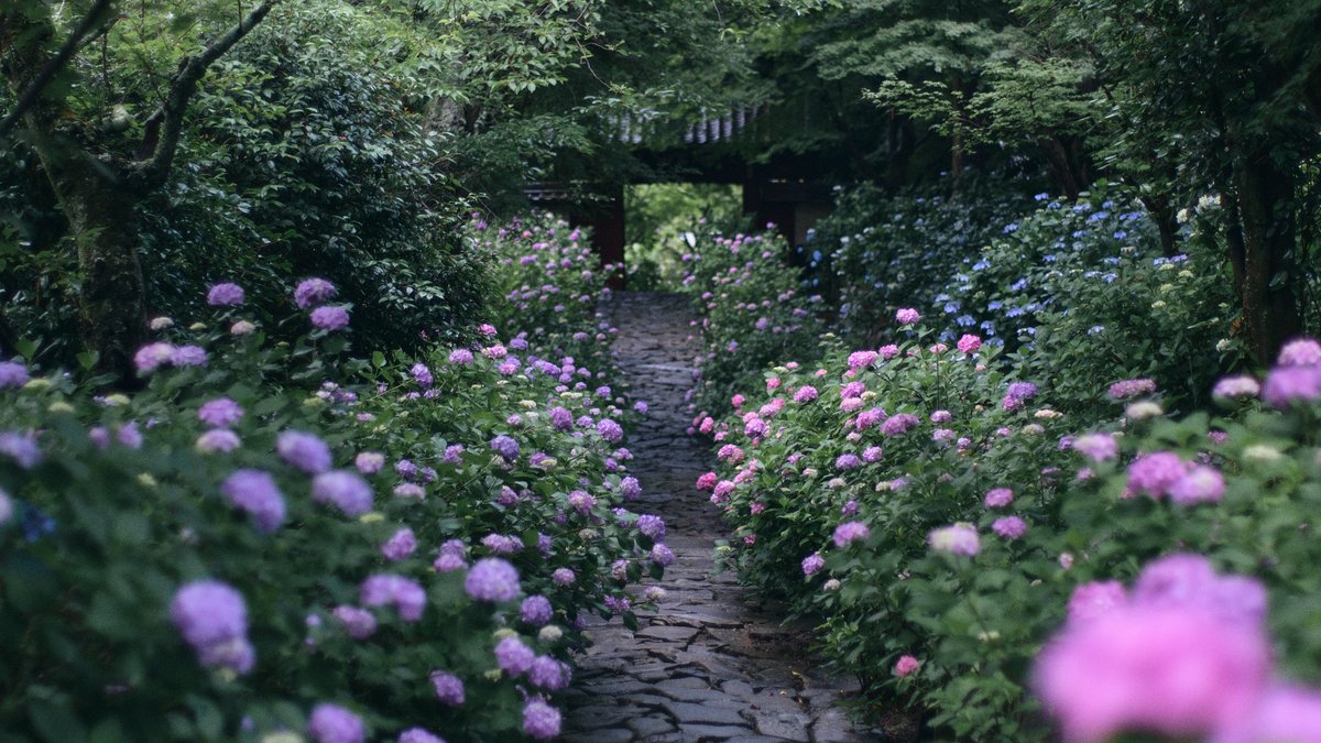 mafumafuphoto's tweet photo. https://t.co/i5xZjQJ9E5