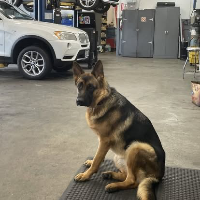 CarTenderWA's tweet photo. Shop dog Ivy, reporting for duty https://t.co/3Juv2QkQ4Z