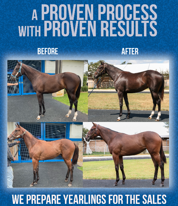 HighlanderTrai3's tweet photo. CONSIGNORS & OWNERS. We prepare yearlings for the sales.
CONTACT COLIN BRENNAN TODAY! 
Email: CBrennan@htc-tx.com

Our team of hands-on, experienced horsemen and horsewomen pay attention to detail and customize a prep and nutrition program to have each individual horse fit and looking their best when sale time arrives.

We incorporate a lot of hand walking as well as use of our aqua treadmills in the prep process. And we provide ongoing communication to our clients regarding the progress of their yearlings in the prep program. @vinerysales  @Stonestreet Farms @FourStarSales  @FasigTiptonCo  @obssales @keenelandsales @legacybloodstoc @TTAtexas