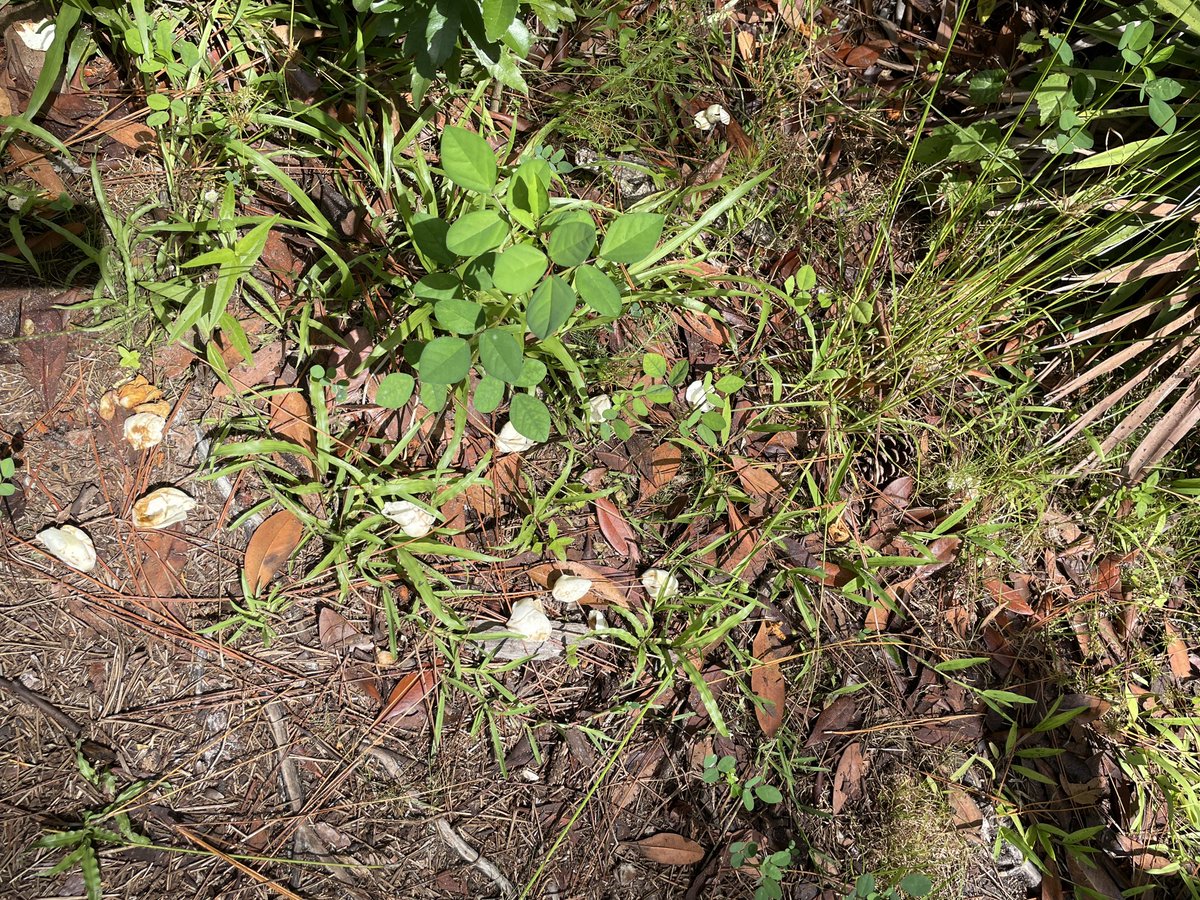 TeriMitchell100's tweet photo. Information Center @ Tibet-Butler Preserve displays Florida wild life. #3 https://t.co/NIyeoosiG2