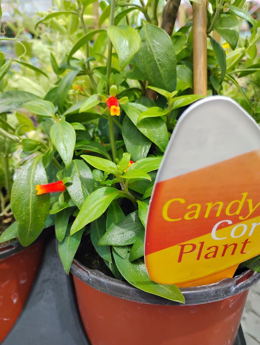 RossIsabel67718's tweet photo. Today's color is orange.
It's actually called a candy corn plant!
I'M NOT KIDDING!! THAT'S IT'S ACTUAL NAME!!
i just saw it today and it's so tiny and cute!! 🥺 
#Plants #flowers #cute #blessed https://t.co/EUiJQv6fP3