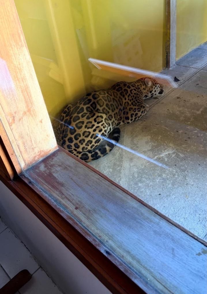 besosdebolero's tweet photo. Elijo creer que el jaguar que amaneció hoy en la UNAL - Amazonía es una señal de la naturaleza para proteger nuestros ecosistemas y nuestra educación pública😍🫰🏼 https://t.co/HISAHyzkfB