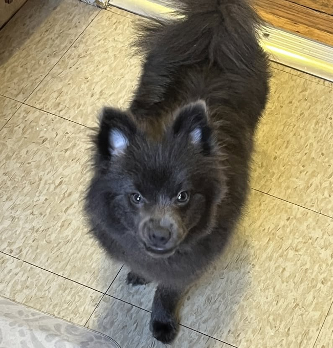 notthesameone2's tweet photo. 🚨 Last call for 6-y/o Milo, now under kill command. Just over 10 lbs, owner bought from a breeder as a puppy &amp; now surrendered early June. Had a few minor nips in his home. Sassy, crate-trained, active, playful w/ dogs &amp; cats, petite &amp; healthy. https://t.co/1pwr4ZEYiF